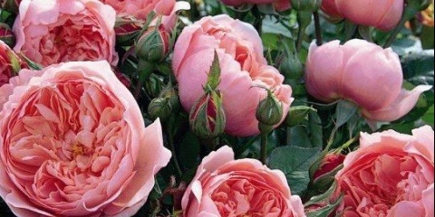 Zašto lišće pada na baštensku ružu